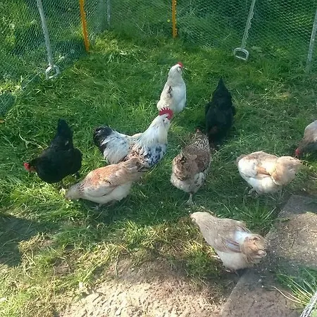 Lägenhet Ferienranch Barsbek